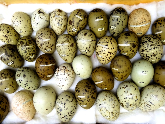 eggs