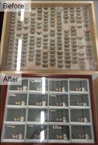 The Digitisation Project is working to re-house entomology collections and give each specimen an individual QR code for fast and efficient data extraction.
