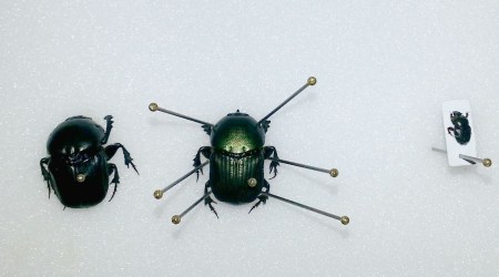 The scarab beetle shows how pins are used to manipulate the legs whilst the specimen is drying, after which it will maintain its shape.