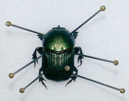 The scarab beetle in the centre of this image shows how pins are used to manipulate the legs whilst the specimen is drying, after which it will maintain its shape.