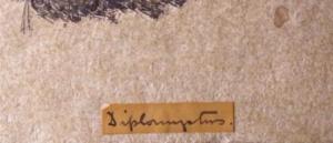 A great example of the kind of handwriting you can expect to find on older specimens. Diplommyotns, Diplomyctus, Diplonijotus, Diplonnystus? Suggestions on a postcard please. (C) UCL Grant Museum