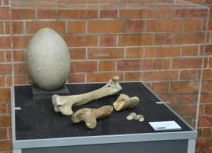 Leg bones, gizzard stones and a replica egg of a giant moa. (C) Julian Wright (HCCAMS)