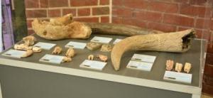 Bones and teeth of Ice Age animals. (C) Julian Wright (HCCAMS)