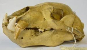 For your pleasure... A sloth bear skull, Melursus ursinus. Specimen LDUCZ-Z1637. (C) UCL Grant Museum / Emma-Louise Nicholls