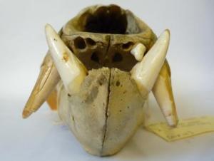 For further pleasure, the sloth bear skull from an exciting angle. Specimen LDUCZ-Z1637. (C) UCL Grant Museum / Emma-Louise Nicholls