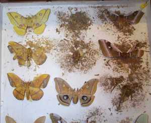 Pest damage to entomology collections results in the disintegration of specimens. (C) UCL Grant Museum
