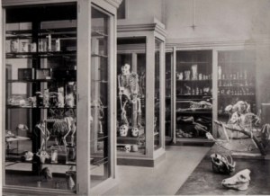 The Grant Museum as it was in the 1880s. (C) UCL / Grant Museum of Zoology