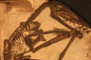 A cast of the pterosaur Scaphognathus crassirostris at the Grant Museum of Zoology. LDUCZ-X1086 (C) UCL/Grant Museum