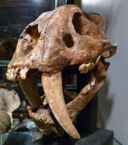 To care for and manage our collections, Freedman explains why it's best to ask each other for help. The smilodon cast LDUCZ-Z2724 at the Grant Museum of Zoology. (C) UCL / Grant Museum of Zoology