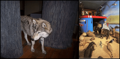 Left: An 'escapee' taxidermied grey wolf on the fringe of the 'Living Planet' gallery, Great North Museum: Hancock (2010). © Image by the author; Right: 'Abel's Ark', Hancock Museum (c.2004). © Archives of the Natural History Society of Northumbria, Great North Museum: Hancock.