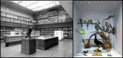 Left: The 'Bird Room', Hancock Museum (c.1966) © Archives of the Natural History Society of Northumbria, Great North Museum: Hancock; Right: 'Bio-Wall' display (detail) featuring 'Sparkie' the budgerigar (centre bottom), from 'Living Planet', Great North Museum: Hancock (2011). © Image by the author.