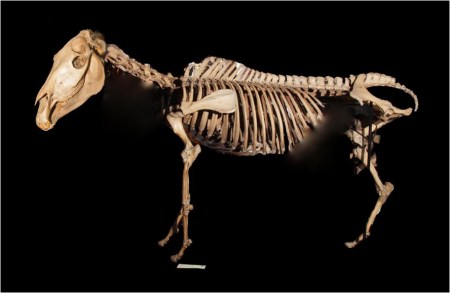 The specimen of the quagga at the Grant Museum.