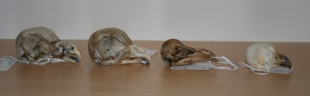 Melanie's owl skulls.