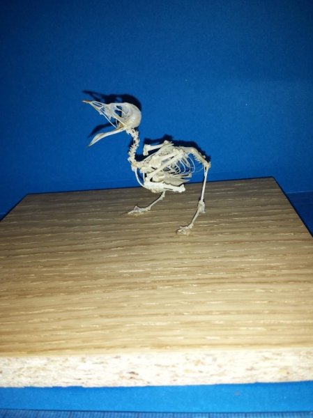 Sam's mounted swallow