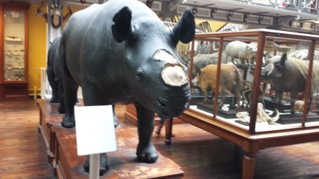 Taxidermy rhino with the horn removed and sign explaining the problem of thefts from museum specimens. (Image by Dr John Hutchinson, 2013)