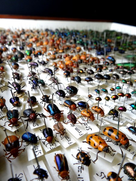 Hidden treasurers? Specimens in storage can be overlooked by decision makers in favour of public-facing elements of museum business.