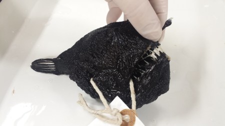A toothy anglerfish: a gloved hand holds a fluid-preserved specimen of an anglerfish. Photo: Glenn Roadley