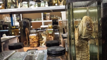 Shelves of fluid-preserved animal specimens in jars, in the Hunterian's spirit collection. Photo: Glenn Roadley