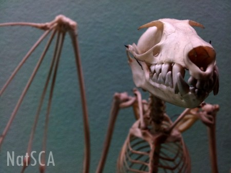 A mounted skeleton of a fruitbat leers at the camera