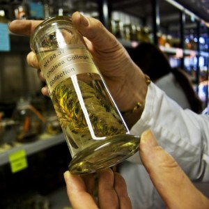 A fluid-preserved specimen in a jar is held up to the camera. Image: Russell Dornan