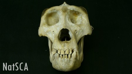 Gorilla skull on a black background