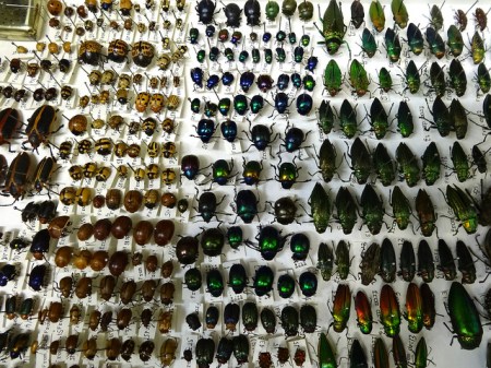 Drawer of various brightly coloured beetles, organised in neat rows with labels