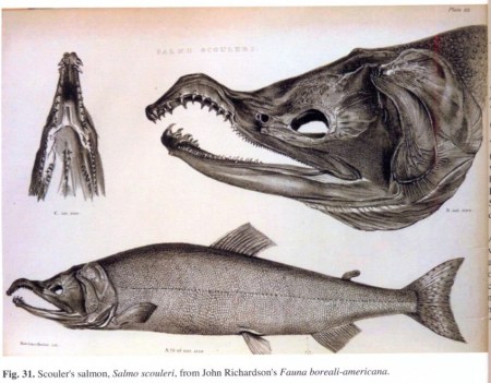 Scouler’s salmon, Salmo scouleri, from John Richardson’s Fauna boreali-americana