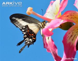 Hectors swallowtail butterfly extracting nectar from a flower. © Cláudio Timm