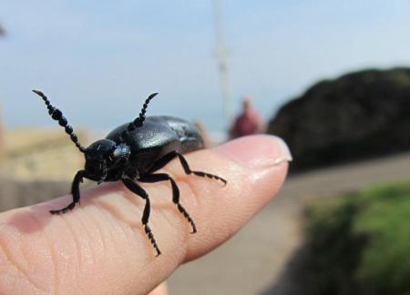 Black Oil Beetle (Meloe proscarabaeus)