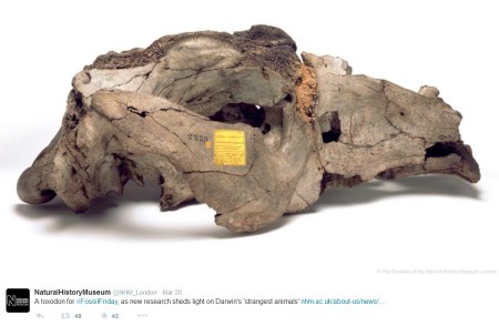 A Toxodon skull from @NHM_London for #FossilFriday