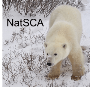 NatSCA polar bear