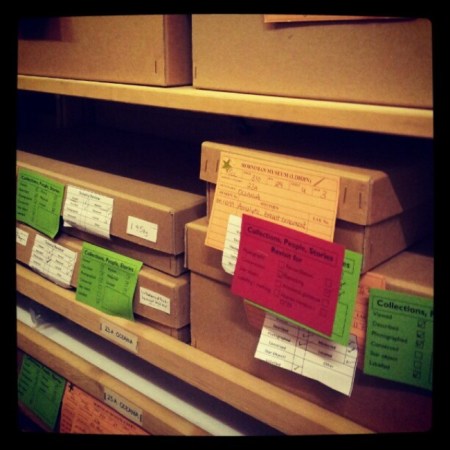 Boxes of objects in the Horniman's stored collection