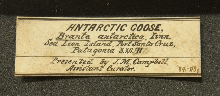 Label for Campbell's goose egg clutch