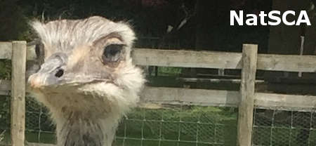 NatSCA Digital Digest