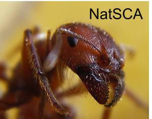 natsca