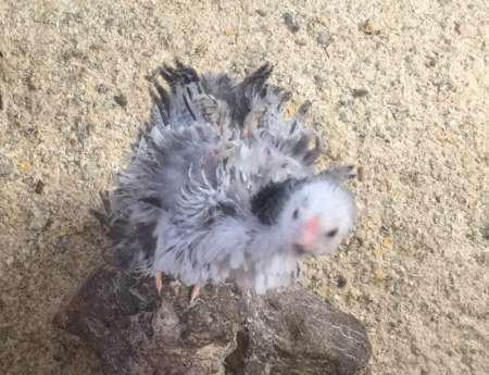 Scrawny chick judges you