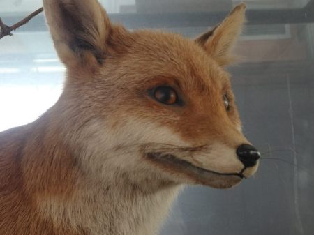 'But I'm still a fox, right?'