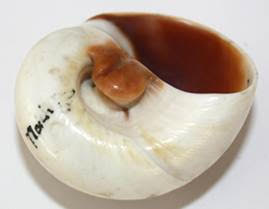 Shell. Image: Derby Museums