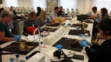 Bone cleaning in progress (Image: Anthony Roach)