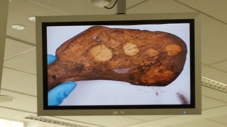 Bones shown partially cleaned by various solvents including water, ethanol and white spirit, as part of the wet cleaning methods (Image: Anthony Roach)