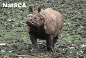 Greater one horned rhino (© E-L Nicholls)