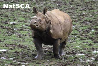 Greater one horned rhino (C) E-L Nicholls