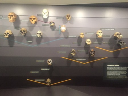 A tree full of hominids