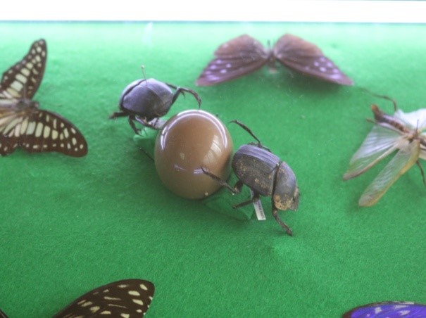 Two dung beetles fight over a vital resource