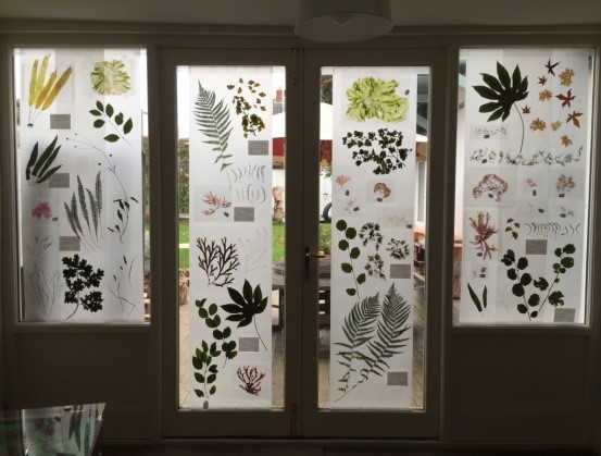 Garden windows bring to mind giant microscope slides