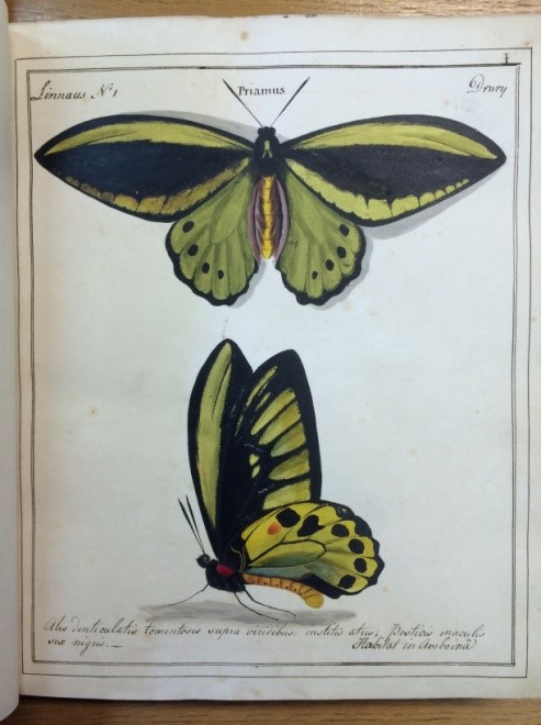 'Praimus no. 1' from William Jones' ‘Icones’