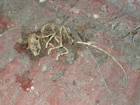 Skeleton from a barn (2016). Image: Sarah Scarlet-Farr