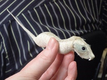 Taxidermy insides: rat form by Jazmine Miles-Long. Image: Sarah Scarlet-Farr