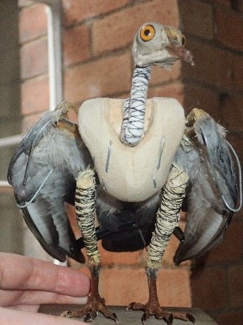 Taxidermy in progress: half-finished pigeon by Jazmine Miles-Long. Image: Sarah Scarlet-Farr