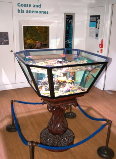 Gosse-inspired tank in the Horniman Museum & Gardens aquarium (Image: Horniman Museum & Gardens)